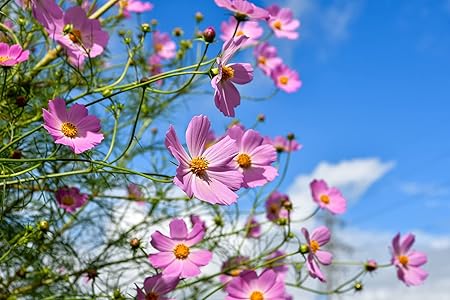 Black Duck Set of 500 Flower Seed Packets! Flower Seeds in Bulk - Best Value Seeds - Great for Classrooms, Beginner Gardeners and Kids! - Deluxe Varieties! (500)